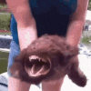 1000030099.gif