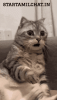 tenor.gif