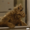 alf impatient.gif