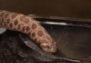 1687123658500475.gif