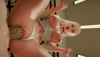 2.gif