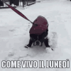 dog-snow.gif