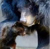 cat&Bear.jpg
