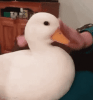 55upo2.gif