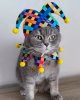 cat - jester 01.jpg