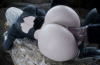 2B X Horseguy.gif