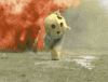 bomb-run.gif