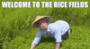 welcome-to-the-rice-fields-japan.gif