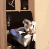 tenor.gif