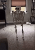 skeleton.gif