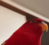 sus-bird-meme-ezgif.com-video-to-gif-converter.gif