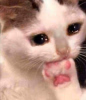 1749659513633.png
