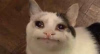 1749762704087.png
