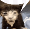 catspeach3.png