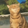 aKXBq9G0_700wv_0.gif