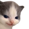 hehecat3.png