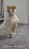 dancing-cat-dance.gif