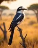 1168302365A majestic Lanius nubicus perched on a slender.jpg