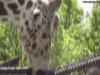 giraffe-hungry.gif