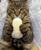 CatTabbyCatGIF.gif