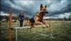 Meet My Layla! She Past The Course Last Weekend! by ishi99.jpg