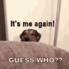 me-again-its-me-again.gif