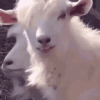 sheep-animal.gif
