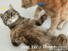 funny-cats-cpr-one-two-three-x52b70q7febt1fsq.gif