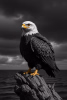 ComfyUI-ExtraMD-Large_1091469180066474_00001_.png