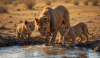 Watering Hole by madcat52b.png