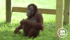 Love You Kiss GIF by Memphis Zoo.gif