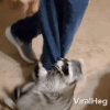 don't-leave-me-viralhog.gif