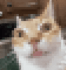stewly-blume.gif