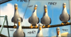 1751311532883.png