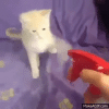 cat spray.gif