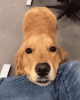 cute-dog-doggy.gif