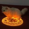 EvilCat.jpg