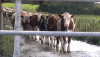 Dairy Farming in UK on Make a GIF.gif