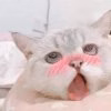 aNRb3ENz_700w_0.jpg