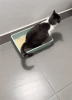lol-cats.gif