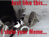 racoonstolememe.gif