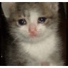 crying-cat-sad-kitty.gif