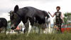 1cow.png 1cow.png