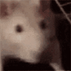 ratatouille-rat.gif