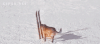 Doggy.gif