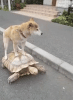 turtle-dog.gif