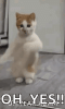dancing-cat-dance.gif