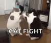 Cat Fight.gif