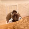 dumbass dog 2.jpg