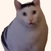 images.jpg